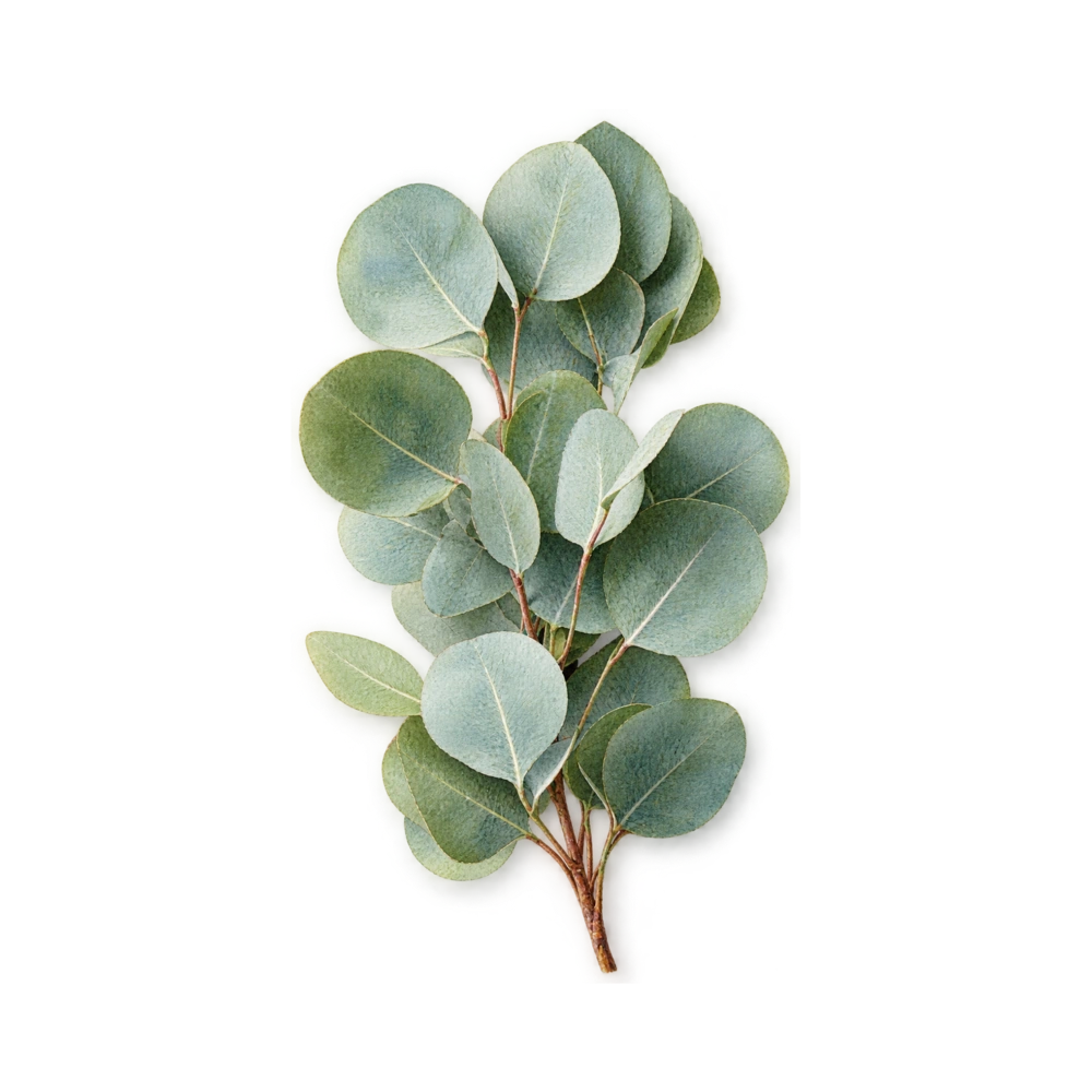 Breath Easy botanical watercolor element