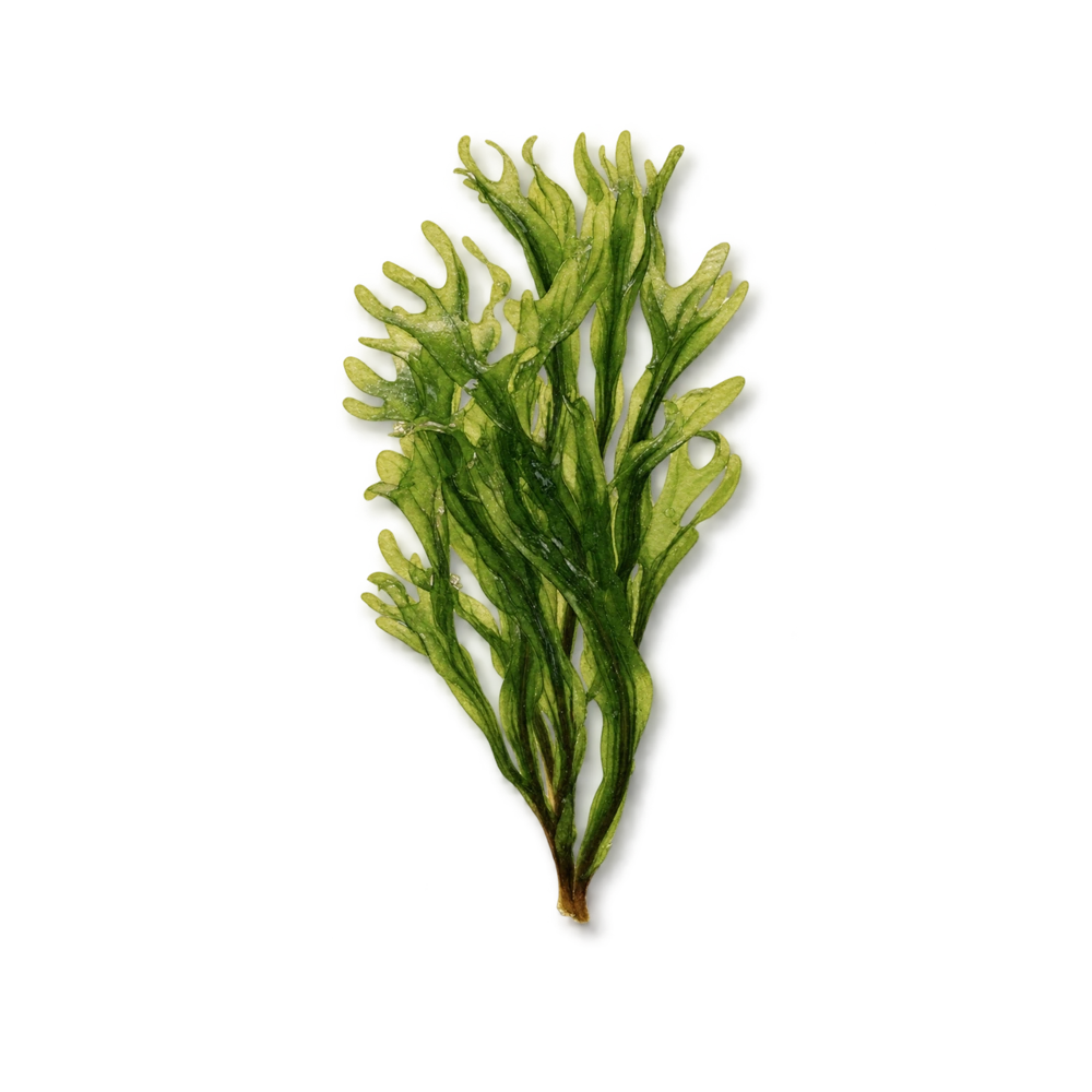 Hoof & Glow botanical watercolor element