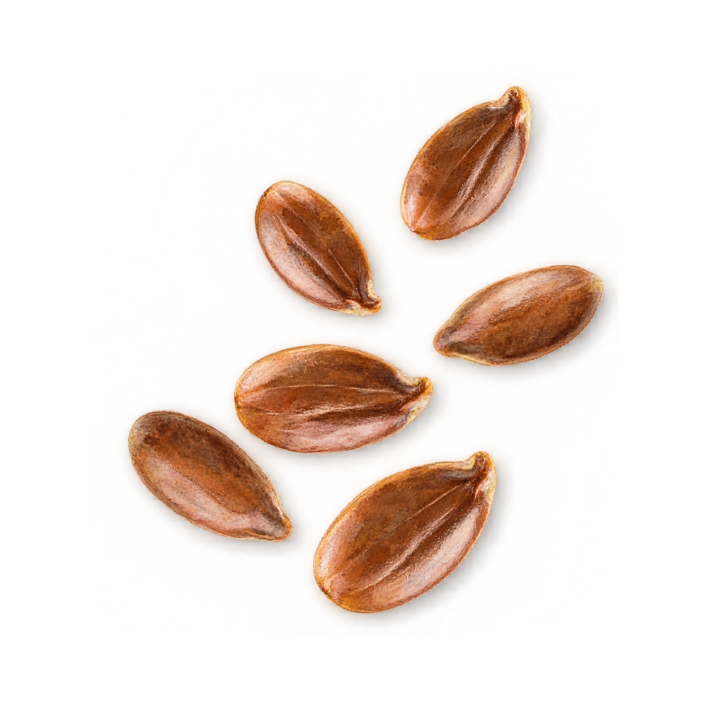 Linseed Oil botanical watercolor element